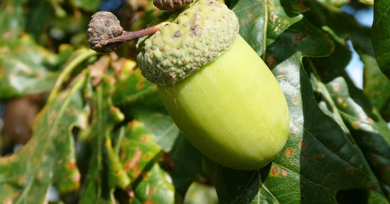 What season fruits and vegetables chart should you actually use?